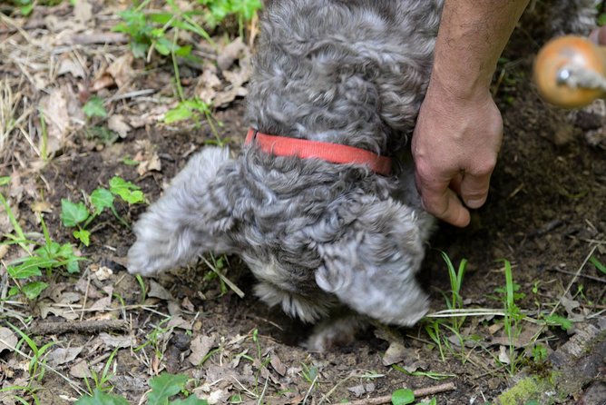 Truffle Hunting With Wine Tasting in Chianti