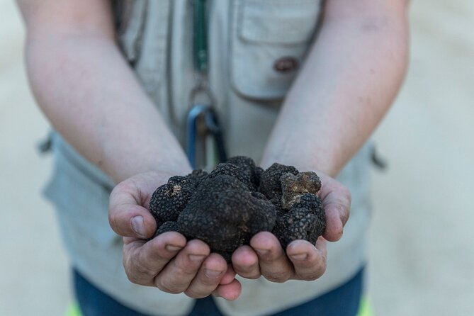 Truffle Lunch & Hunting Experience in San Gimignano - Good To Know