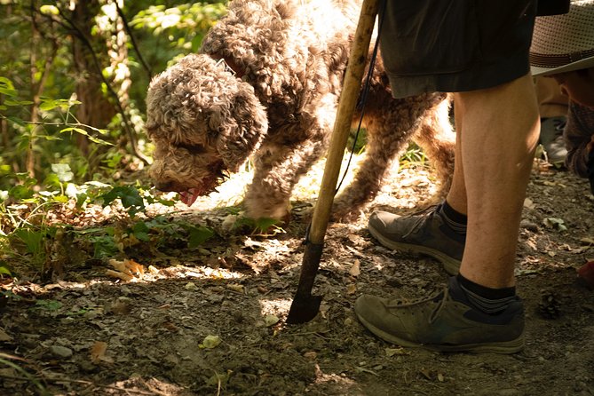 Truffle Picking Experience With 3 Course Lunch in Chianti Hills - The Truffle Picking Experience