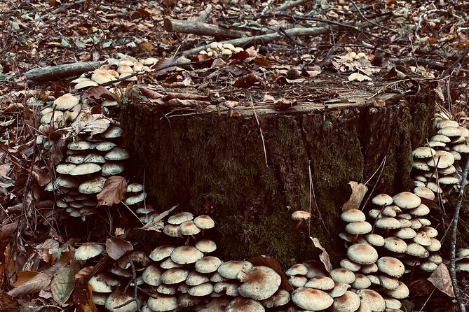 Truffle Tracers From Chalkidiki
