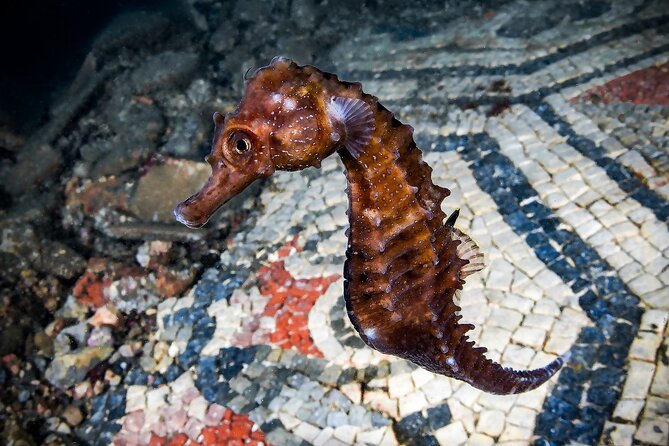 2 Best Scuba Diving Experiences In Naples