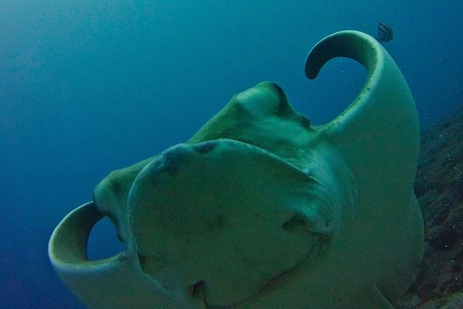 TRY SCUBA DIVING With a Dedicated Instructor