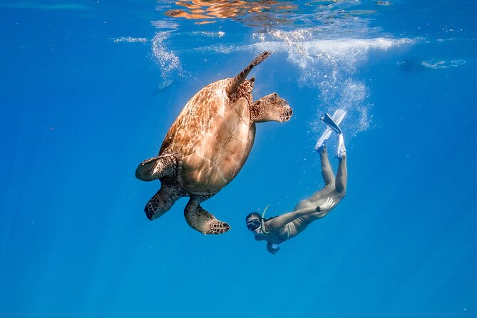 Turtle Canyon Snorkel (Semi Private Boat Tours) - Good To Know