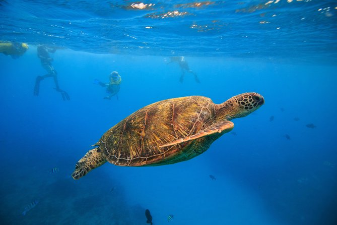 Turtle Canyons Snorkel Excursion From Waikiki, Hawaii