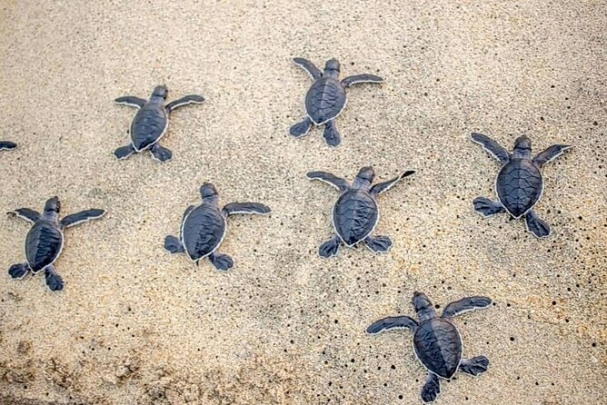 Turtle Release Playa Blanca - Good To Know