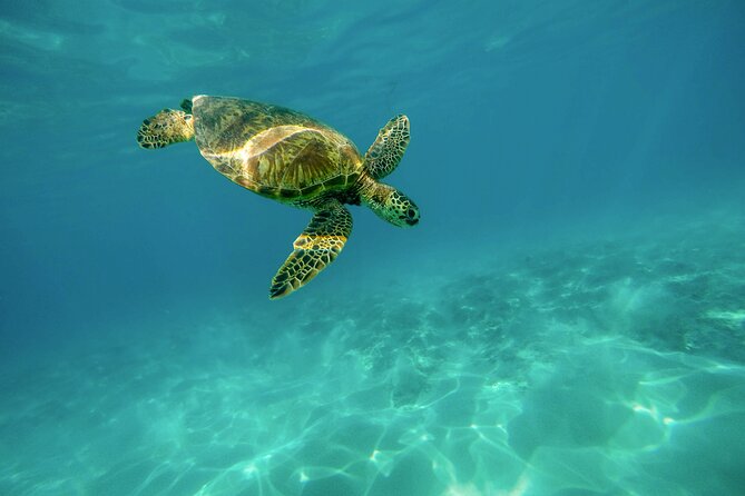 Turtle Town Snorkel With Photo and Video - Good To Know