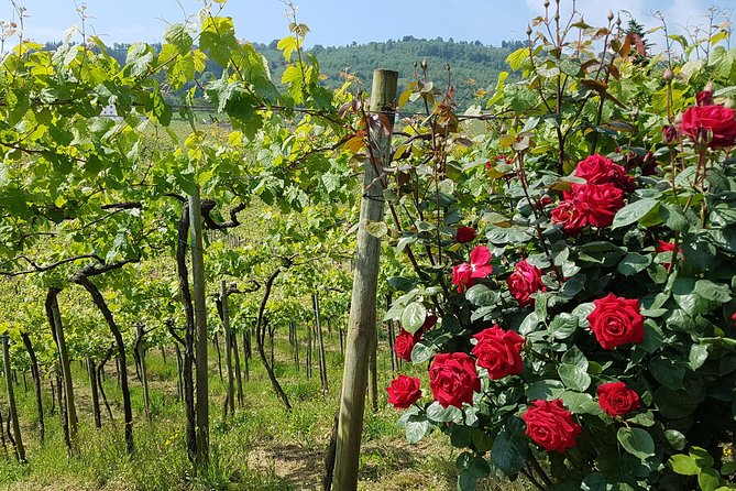 Txakoli Winery Tour Through the Coast From San Sebastian
