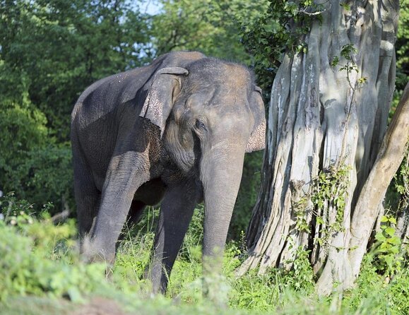 Udawalawe Safari & Elephant Transit Home Visit With Lunch From Hambantota Harbor - Good To Know