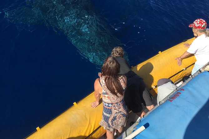 Ultimate 2 Hour Exclusive VIP Whale Watch Tour - Good To Know