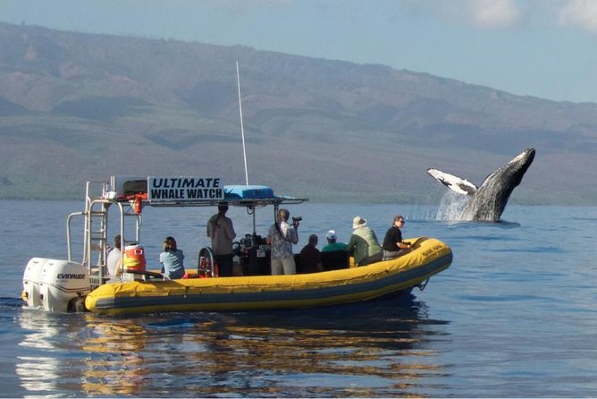 Ultimate 2 Hour Small Group Whale Watch Tour - Good To Know