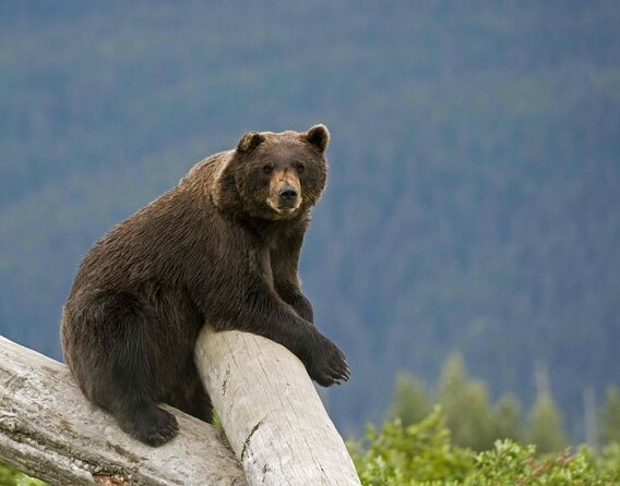 4 Best Full-Day Tours In Anchorage
