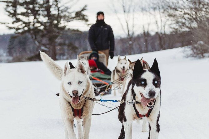 Ultimate Dog Sledding Tour - Day Trip From Ottawa & Gatineau