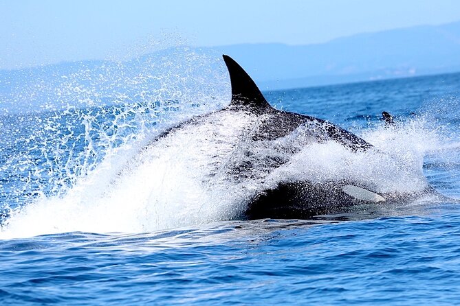 Ultimate Marine Whale & Wildlife Tour