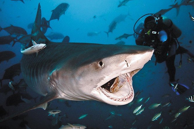 Ultimate Shark Encounter Two Tank Dive at The World Famous Beqa Lagoon