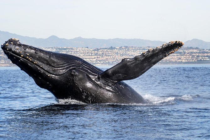 Ultimate Whale and Dolphin Watching in Newport Beach, 6 Person Maximum - Good To Know