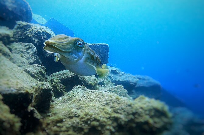 Underwater Sightseeing - Individual Dive Trip Under Tenerife - Good To Know