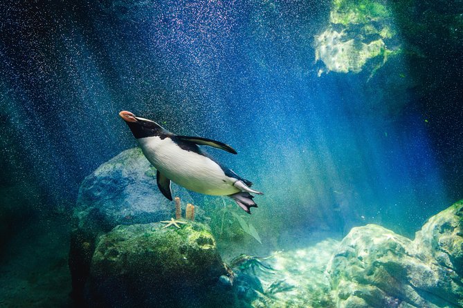 Underwater World Pattaya (Ticket Only)