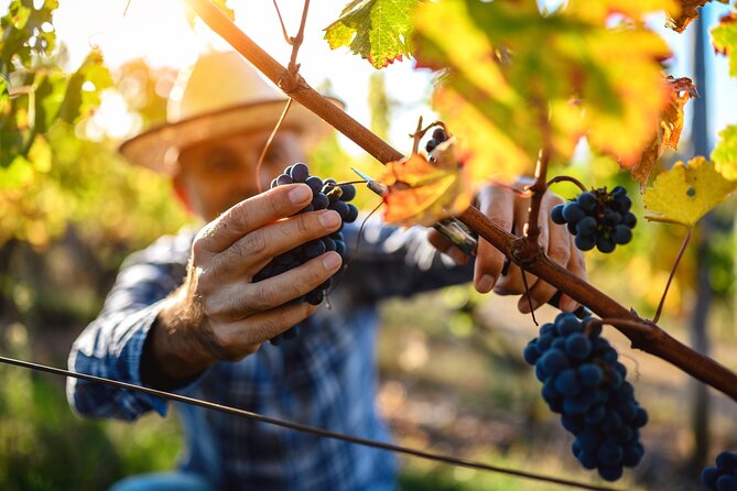 UNESCO Heritage and Wine Delights Private Tour From Bordeaux