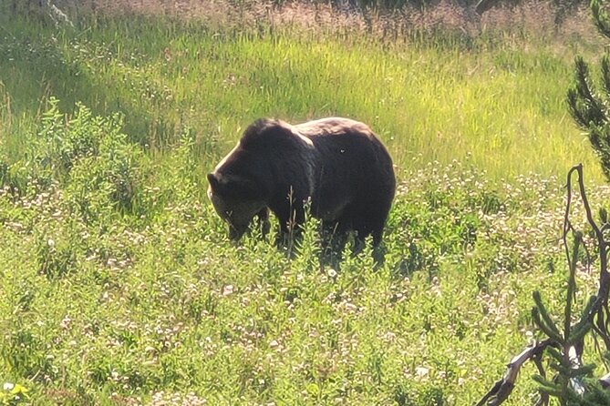 Upper Loop Yellowstone - Nature & Wildlife - Wildlife Encounters