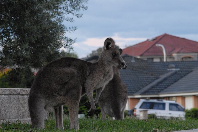 Urban Kangaroos - Good To Know