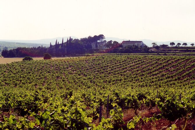 Utiel-Requena Excursion: Uncover the Flavors of Valencias Wine