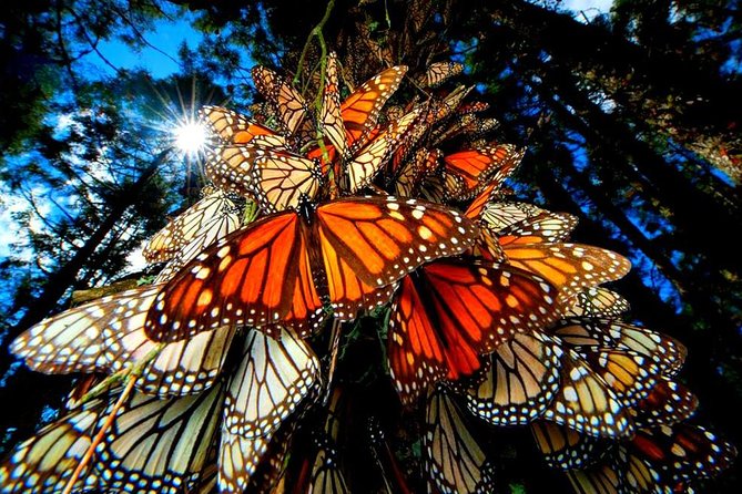 Valle De Bravo Monarch Butterfly 7-Day Tour With Accommodation - Mexico City - Good To Know