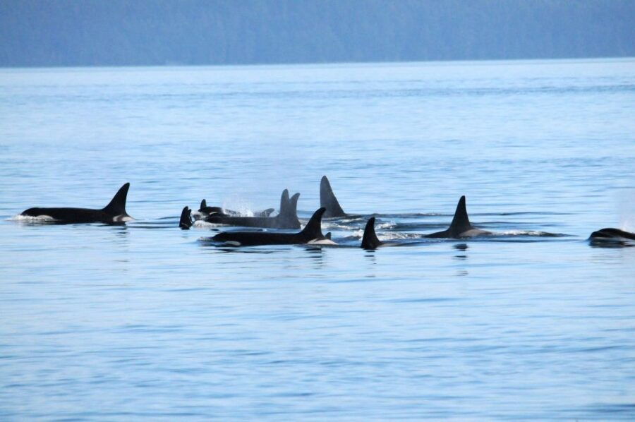 Vancouver, BC: Whale Watching Tour - Good To Know