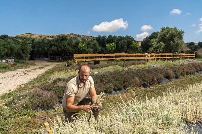 Venture Botanical Garden in Cretan With Olive Oil Tasting & Menus - Overview of the Experience