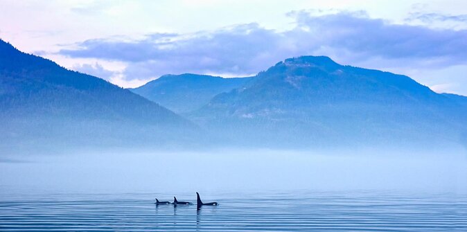 Victoria Whale Watch Tour - Good To Know