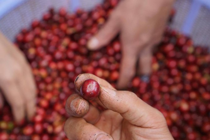 Vietnamese Coffee Master Class - Overview of Vietnamese Coffee Industry