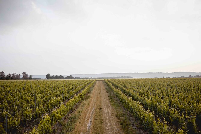 Vineyard Tour and Wine Tasting in Davron