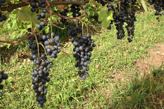 Vintage Wine Tour In Niagara County USA - Good To Know