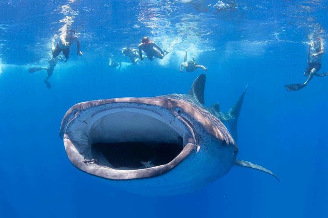 VIP Aloha Nui Snorkel Adventure W/ Optional SCUBA From Lahaina - Good To Know