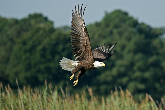 VIP Private Airboat Tour - Good To Know