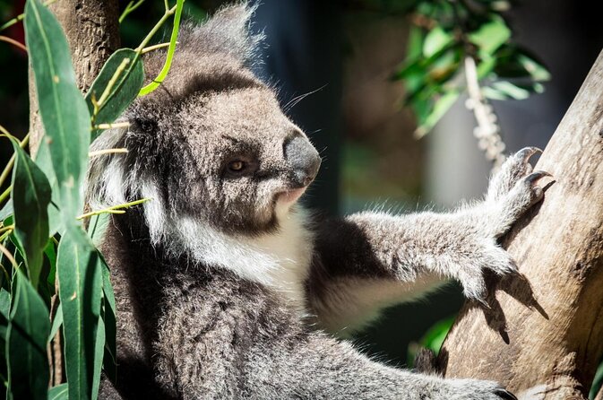 VIP Sanctuary Tour at Healesville Sanctuary Ticket - Good To Know