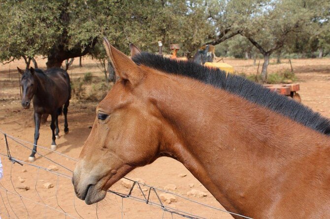 Visit a Horse and Bull Farm Including a Ronda Tour - Good To Know