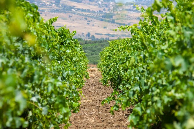 Visit and Private Tasting of EVO Oil and Organic Wine - Pricing and Booking