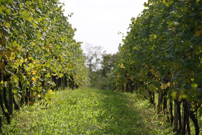 Visit and Tasting of 3 D.O.C.Wines Fontechiara
