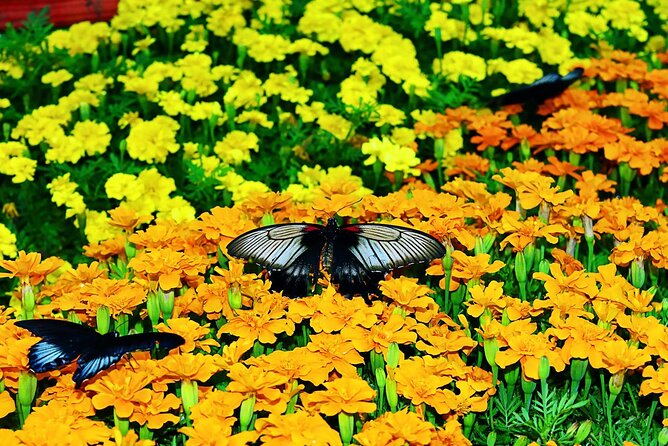 Visit Butterfly Garden in Dubai - Good To Know