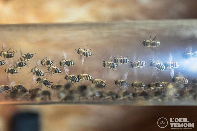 Visit - Immersion in the Heart of the Bee World! - Good To Know