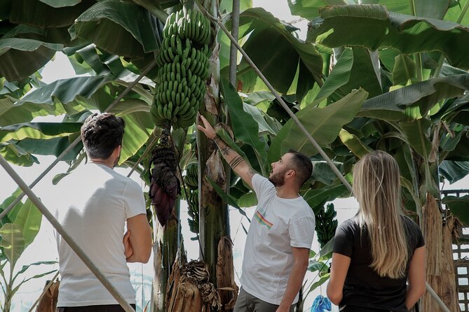 4 Best Shopping Tours In Tenerife