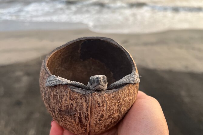 Visit Tortuguero Camp & Turtle Release - Good To Know