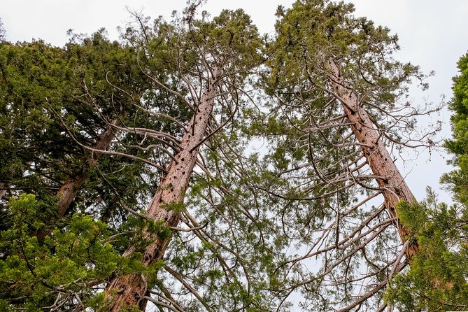 Visita a Los Redwoods De La Losa