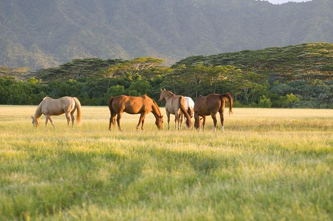 Waipio Valley, Hamakua Coast, Akaka Falls From Kona  – Big Island of Hawaii