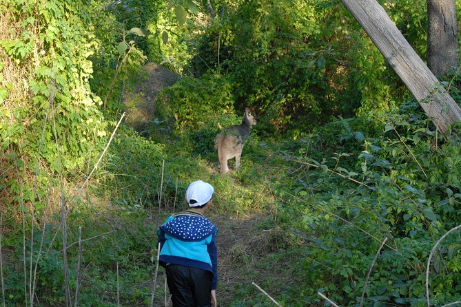 Walking With Wild Kangaroos Private Half-Day Trip From Sydney