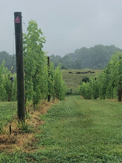 Washington DC: Winery Tour - Good To Know