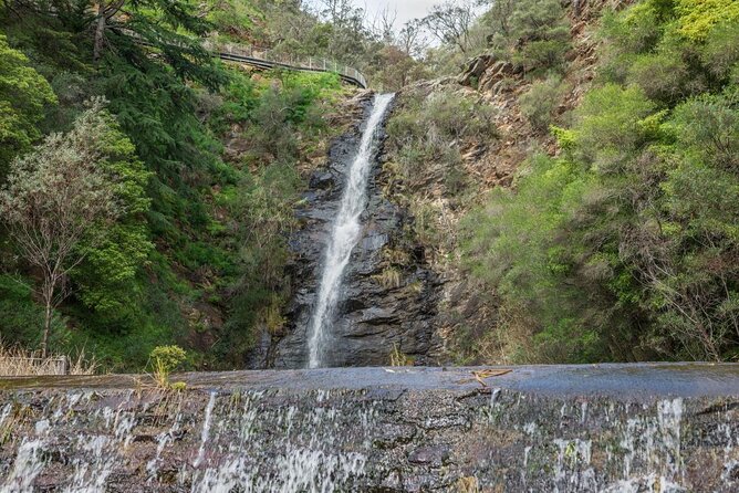Waterfall Gully to Mt Lofty Guided Hike - Good To Know