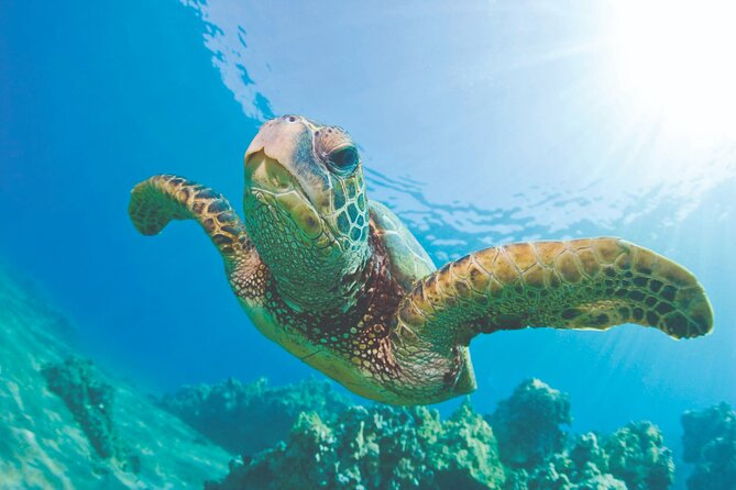 West Oahu Hawaiian Green Sea Turtle, Dolphin Snorkel Sail W Lunch - Good To Know
