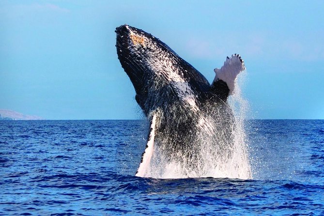 West Oahu Whale-Watching Excursion - Good To Know