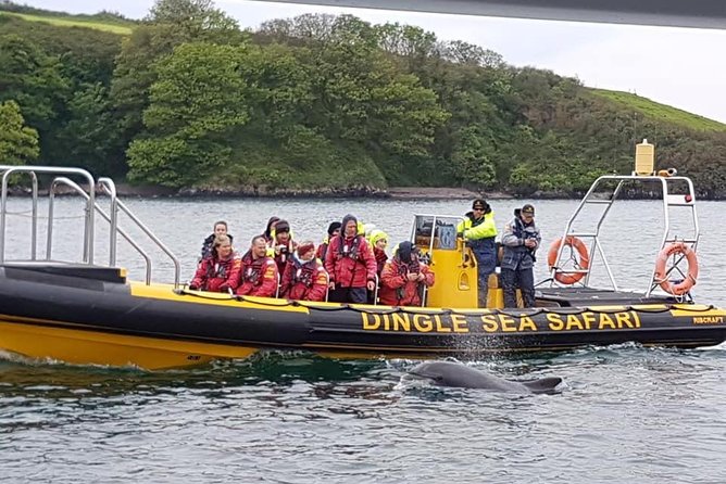 Western Ireland: Dingle Peninsula Small-Group RIB Boat Tour